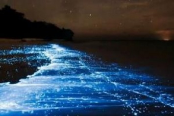 В Калифорнии океан засветился синими неоновыми огнями: потрясающие кадры