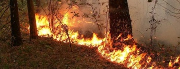 Под Кременчугом горел лес Кременчугского лесхоза