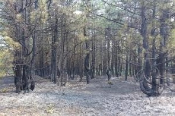 Под Северодонецком из-за обстрелов вражеской артиллерии выгорело 15 га леса