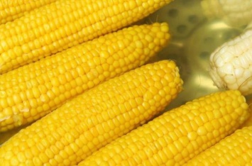 Кому нельзя есть кукурузу