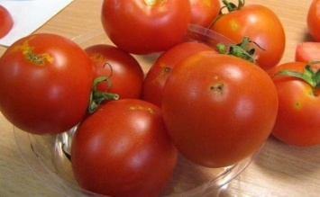 Помидоры с сюрпризом: в Одессу прибыли томаты с южноамериканской молью