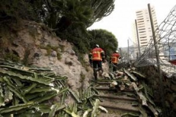 В Монако гигантский кактус убил 92-летнюю женщину