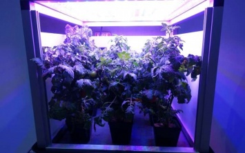 НАСА инициировало проект по выращиванию растений в космосе