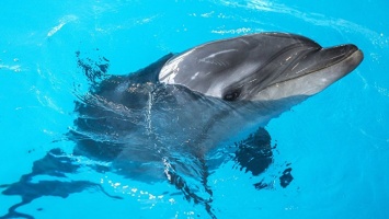 Крымскому рыбаку грозит штраф за мертвого дельфина