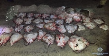 В Ягорлыцком заливе поймали браконьера с большим уловом скатов