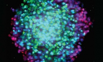 Ученые применяют особые 3D-клетки для идентификации рака