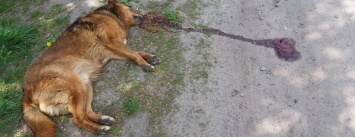 В центре города на Сумщине неизвестный застрелил собаку