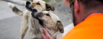 Бездомных щенков из Черонобыля вывезут в США