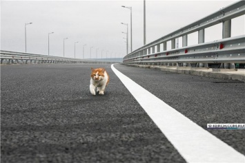 Кот Моста сообщил, что пробежал все 19 километров моста