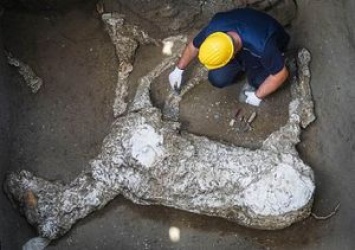 В Помпеи археологи обнаружили редкие останки животных