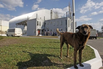 Из Чернобыля в США вывезут 200 бездомных щенков