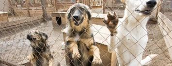 Открытие приюта для собак в Чернигове опять откладывается. Не хватает миллиона