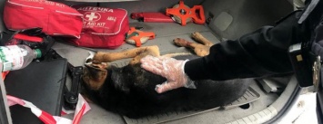 В Краматорске патрульные спасли собаку от мучительной гибели