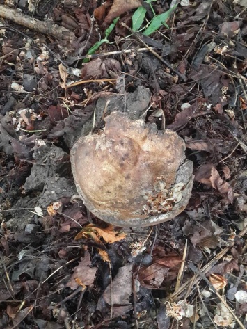 В Преображенском парке нашли кусок человеческого черепа