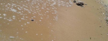 После гибели птиц на Азовском побережье в Мариуполе проверят домашних пернатых