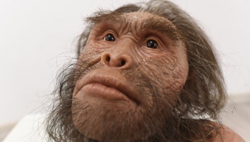 Антропологи выяснили, как выглядел мозг "первочеловека" из ЮАР
