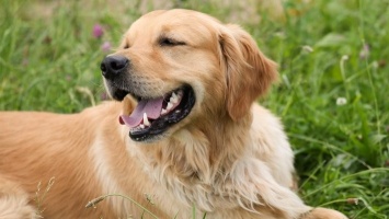 Ученые нашли объяснение феномену собачьей ревности