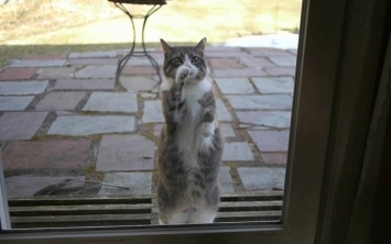 Кота научили стучать в дверь: очень забавное видео