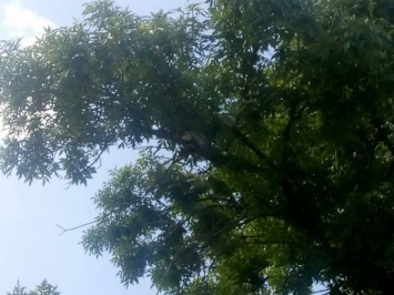 Запорожские спасатели сняли котенка с дерева