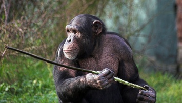 "Постели" у шимпанзе чище, чем у людей, выяснили ученые
