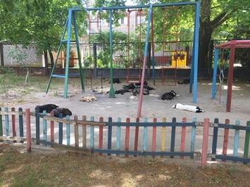 В центре Николаева на детской площадке насчитали 13 бездомных собак