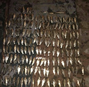 Ночью возле Намыва браконьер наловил рыбки почти на 15 тысяч гривен