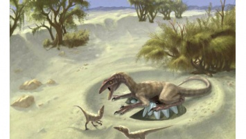 Ученые выяснили, почему пернатые динозавры не раздавливали свои яйца