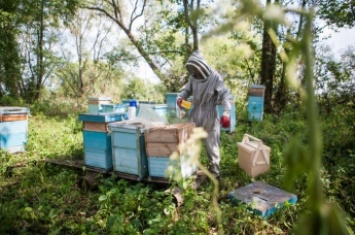 В России пчеловод насиловал молодую возлюбленную, заковав в кандалы на пасеке