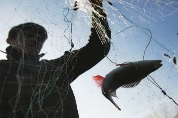 На Днепропетровщине браконтеры выловили 70 килограммов рыбы