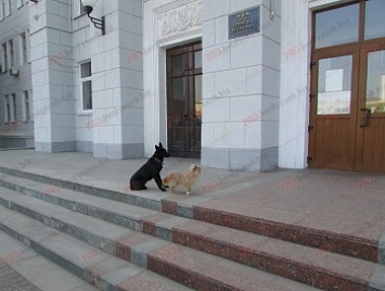 Как в Бердянске планируют решать проблему бездомных животных