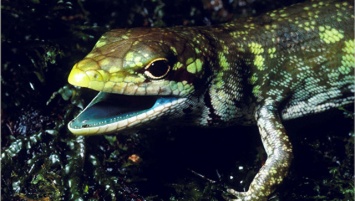 Ученые раскрыли генетические тайны ящериц с зеленой кровью