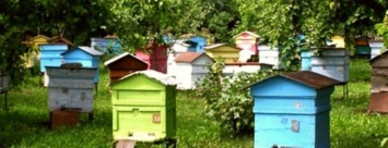 Житель Покровска стал жертвой мошенников, пытаясь купить улья для пчел