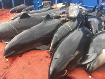 Российские пограничники у мыса Тарханкут задержали украинское судно, которое незаконно вылавливало дельфинов и камбалу (ФОТО, ВИДЕО)