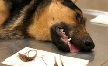 В Днепре спасли собаку, которая проглотила иголку с ниткой