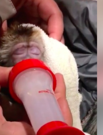 В бердянском зоопарке от новорожденной обезьянки отказалась мама (Видео)