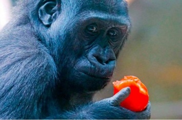 Ешь, как горилла: какие правила питания стоит перенять у обезьян?