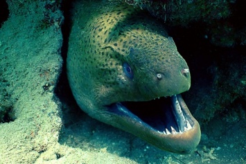 В Мексике на пляже обнаружили огромное зубастое чудище