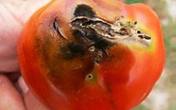 В Одессу из Турции прибыли томаты с молью (ФОТО)