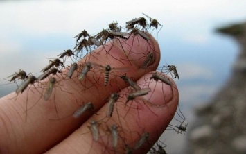 В "Дубовке" - нашествие насекомых, которые атакуют горожан