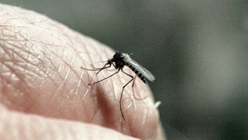 Ученые выяснили, как комариные укусы влияют на иммунитет