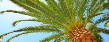 На одесском пляже высадили пальмы как в Египте, - ФОТО