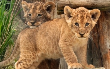 В Запорожском зоопарке родились прекрасные львята (ВИДЕО)