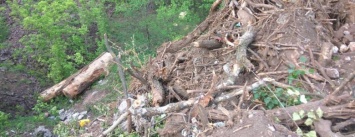 Криворожанин показал, куда вывозился мусор из парка Гданцевский, - ФОТО, ВИДЕО