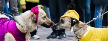 Скоро в Кременчуге состоится благотворительный парад животных «Кубок Хатико» (регистрация)
