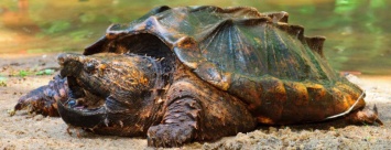 Сегодня Всемирный день черепахи