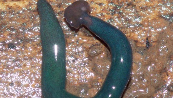 Гигантские черви-"молоты" захватили Францию, заявляют экологи