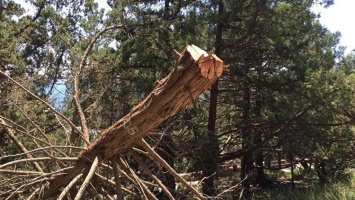 В Ялте вырубили более 30 краснокнижных деревьев под жилую застройку