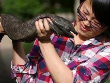 Самая большая саламандра в мире находится на грани исчезновения