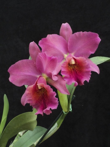 В США в честь Мелании Трамп вывели сорт орхидей и признали его лучшим
