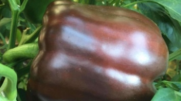 В Канаде вывели шоколадный перец